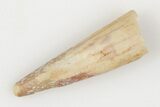 Fossil Pterosaur (Siroccopteryx) Tooth - Morocco #203417-1